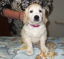 Zlatý retrívr - štěňátka s PP